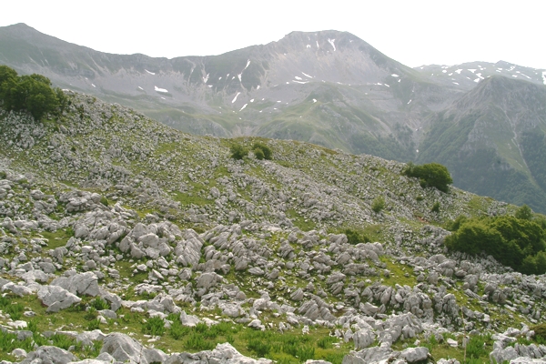 Daphne mezereum / Dafne mezereo
